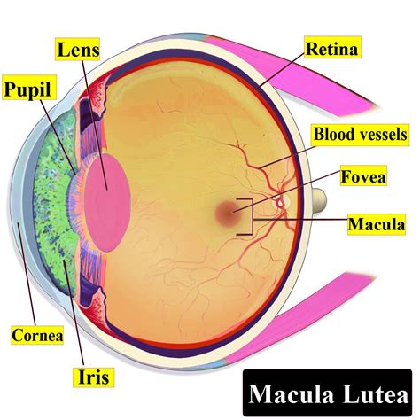 The Yellowish Pigmented Spot At The Posterior Pole Class 11 Biology Cbse