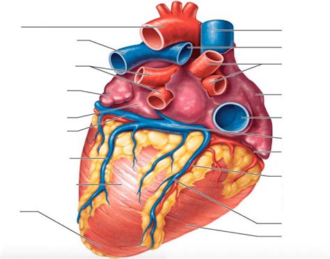 Schematic diagram of the coronary arteries and veins. Posterior surface view of heart