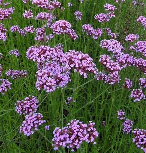 Verbena Bonariensis Purpletop Vervain Ground Cover Landscape Plant 15