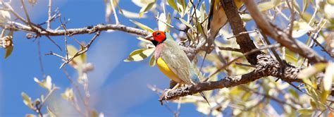 Australia Birding Tour Rockjumper Birding Tours