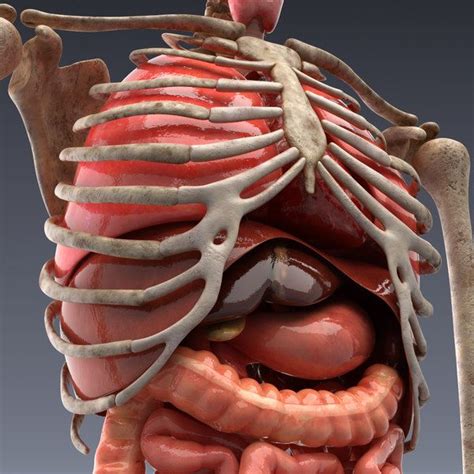 Characteristic of the vertebrate form, the human body has an internal skeleton that includes a backbone of vertebrae. realistic human internal organs 3d model | Human body ...
