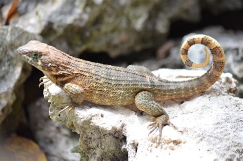 Cuban Northern Curly Tailed Lizard Project Noah