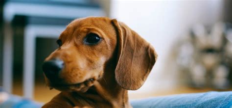 Ab wann sollte ich hundefutter für erwachsene hunde verwenden? Übergang von Welpen- zu erwachsenen Hundefutter | Perfect Fit™