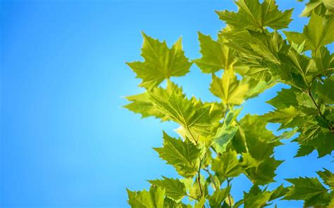 Green Maple Leaves Blue Sky Mac Wallpaper Download Allmacwallpaper