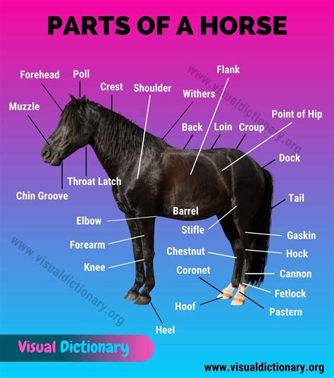Horse Anatomy Helpful List Of 30 External Parts Of A Horse Visual