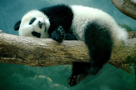 All pictures are sorted by date, popularity, colours and screen size and ar perpetually updated. Sleeping Panda Desktop Wallpaper 19502 - Baltana