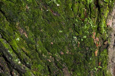 Tree Bark Texture With Moss Stock Image Image Of Material Abstract