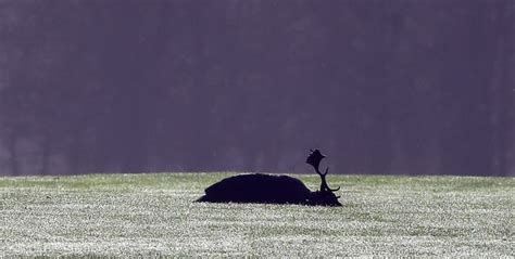 Outrage As Dozens Of Deer Slaughtered At Dublins Phoenix Park By