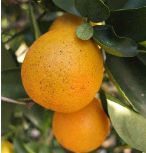 Citrus Orangequat Dwarf Springvale Garden Centre