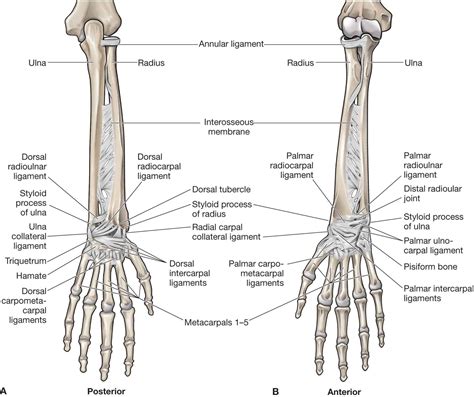 Picture Of Forearm Tendons Forearm Flexor Group Salus Massage Therapy