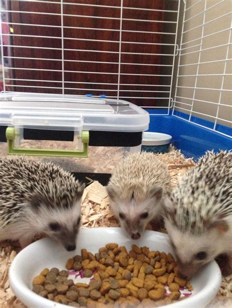 10 Reasons Why Hedgehogs Make The Best College Pets Cutest Animals On