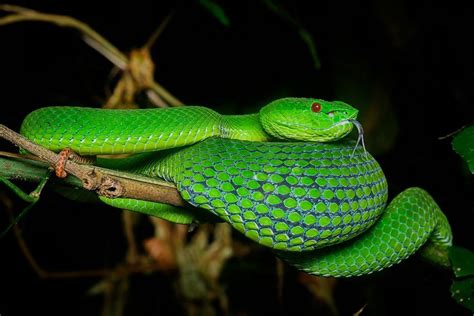 The New Species Of Pit Viper Named After Slytherin Pit Viper Snake