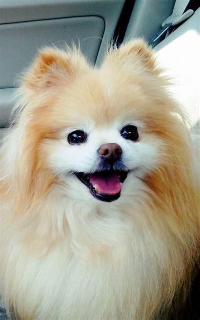 Pomeranian Boo Iphone Wallpapers Animals Animal Dog