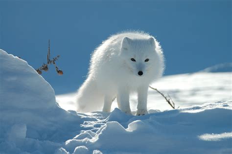 Arctic Fox Hd Wallpaper Background Image 3008x2000 Id1003348