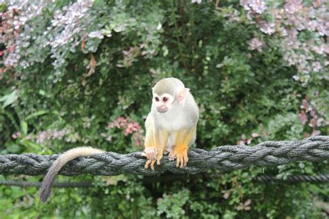 Squirrel Monkey Skull Monkeys · Free Photo On Pixabay