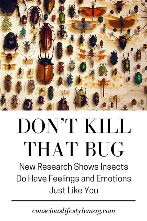 Dont Kill That Bug New Research Shows Insects Feel Emotions Just Like You
