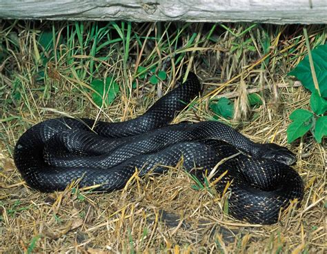The larger snake was white and shining. Western Ratsnake Black Snake, Black Rat Snake, Black ...