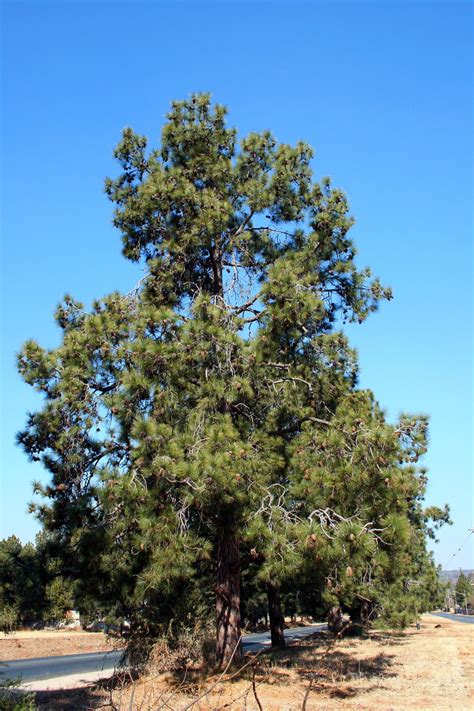 Tall Pine Tree Free Stock Photo Public Domain Pictures