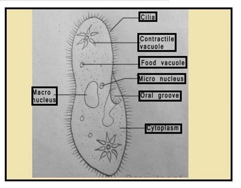 Draw A Neat Diagram Of Paramecium And Label Its Important Structures