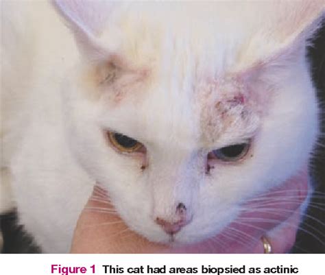 Figure 1 From Cutaneous Squamous Cell Carcinoma In The Cat Semantic