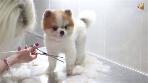 Boo Haircut For Pomeranians What Hairstyle Should I Get