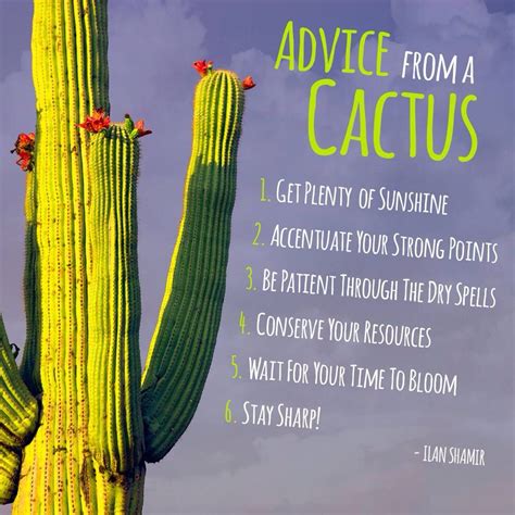 Go sit on a cactus. Advice from a cactus! | Cactus quotes, Cactus, Quotes