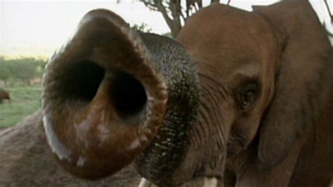 Bbc Two Ks1 Science Clips Ourselves Elephant Senses
