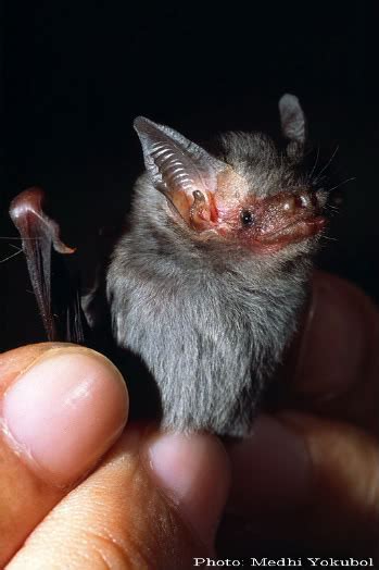 The only predator of the bumblebee bat is the manitee. Seeking out the world's rarest and most endangered birds