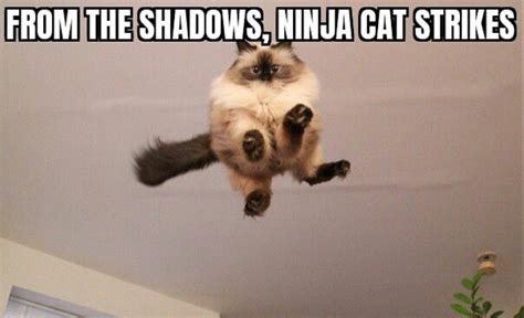 Ahhhh Ninja Cat Meme By Mightycooldude56 Memedroid