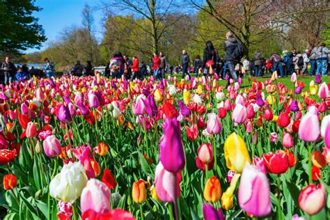 Famous Flower Park Keukenhof In Lisse Netherlands Editorial Photo