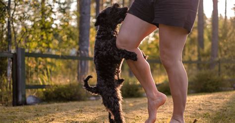 7 Reasons Why Do Dogs Hump And How To Stop This Behavior World Dog Finder