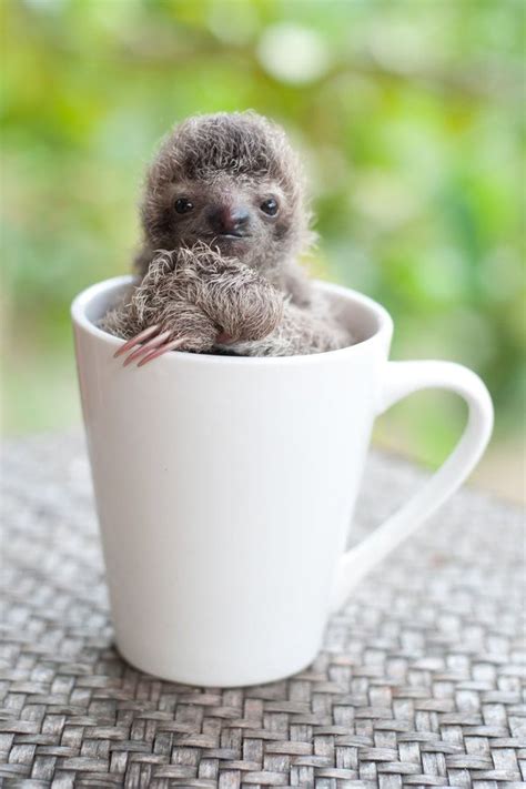 These Orphaned Baby Sloths Will Give You All The Warm Fuzzies Cute