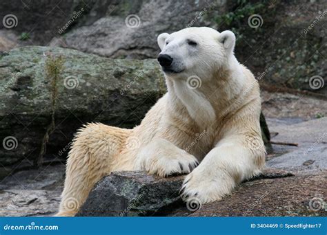 Portrait Of A Polar Bear Stock Image Image Of Strong 3404469