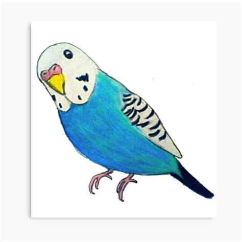 Parakeet Drawing Sticker By Parakeetart Parakeet Art Bird Drawings