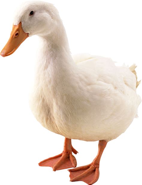 Pato Png
