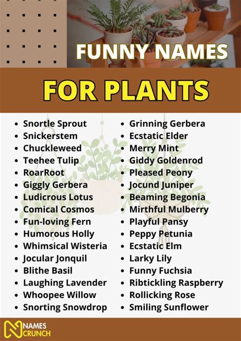 200 Funny Names For Plants In 2023 Names Crunch