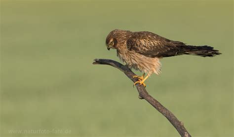 Trockene, wärmebegünstigte landschaften wie heiden. Wiesenweihe - sehr seltener Brutvogel im Oderbruch ...