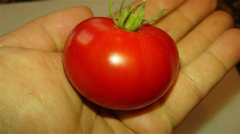 Patio Tomato Dwarf Solanum Lycopersicum Tomato Review Youtube