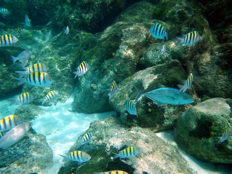 Snorkeling At Princess Cays Flickr Photo Sharing