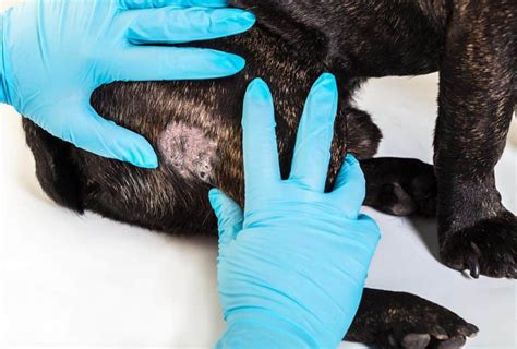 French Bulldog Skin Problems And How To Deal With It Dog Advisory Council