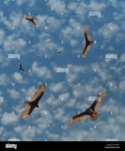 Circling Vultures Hi Res Stock Photography And Images Alamy