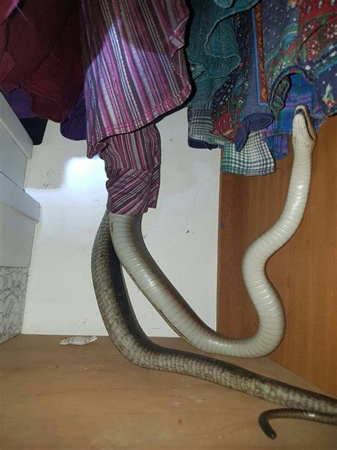 Durban Woman Wakes Up To Find Massive Black Mamba In Her Room You