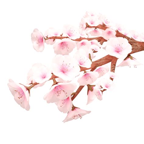 Cherry Blossoms For Spring Spring Flower Sakura Png Transparent