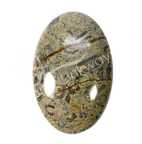 Wholesale Fossilized Coral Palm Stone
