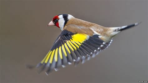 Top British Garden Birds Revealed Goldfinch Finches Bird Beautiful