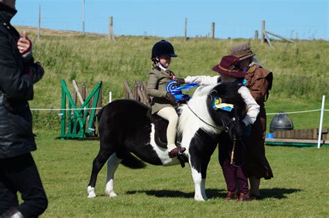 Viking Shetland Pony Show 2022 Pony Breeders Of Shetland Association