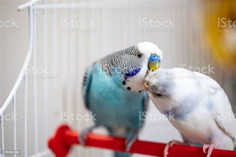 Two Parakeets Kissing Stock Photo Download Image Now Affectionate