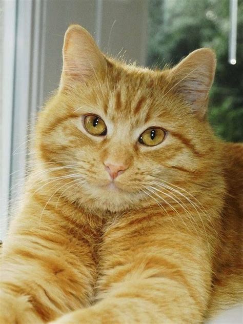 90 Best Beautiful Cats Ginger Cats Images On Pinterest