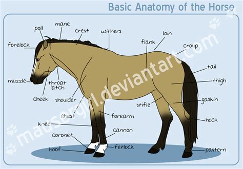 Basic Anatomy Of The Horse By Mausergirl On Deviantart Horses