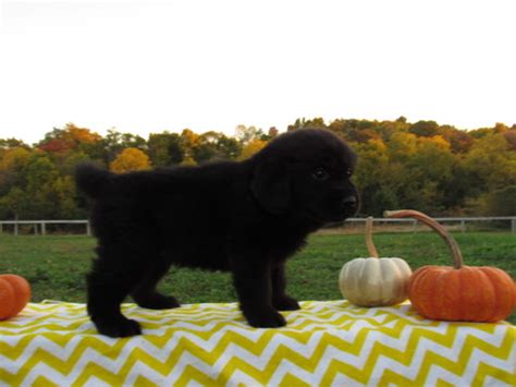 Some have a white base coat with a black pattern, referred. View Ad: Newfoundland Puppy for Sale, Ohio, MILLERSBURG, USA